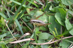 Pachytrachis gracilis