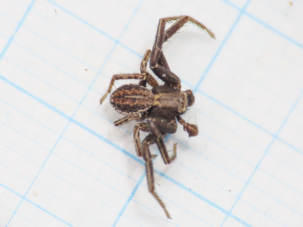 Xysticus apricus