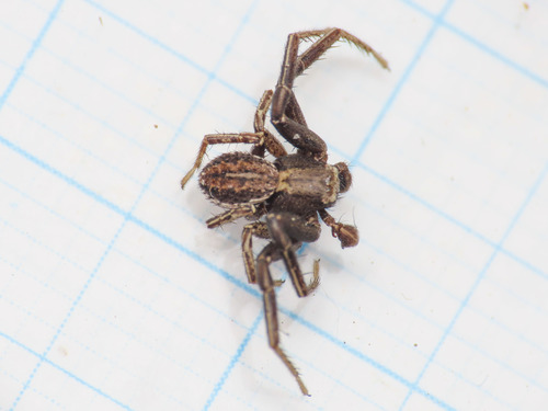 Xysticus apricus