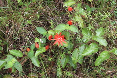 Passiflora coccinea