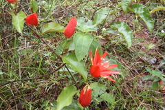 Passiflora coccinea