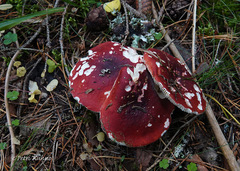 Russula rhodopus