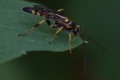 Ichneumon annulatorius