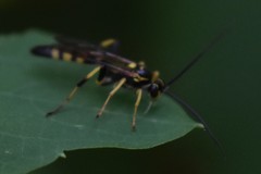 Ichneumon annulatorius