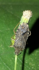 Althos