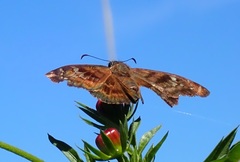 Ephyriades arcas