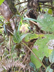 Epidendrum cottoniiflorum