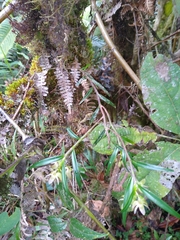 Epidendrum cottoniiflorum
