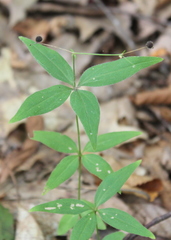 Galium lanceolatum