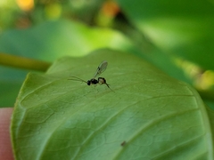 Orthopelma