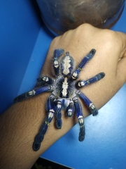 Poecilotheria