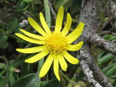 Crassothonna capensis