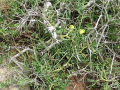 Crassothonna capensis