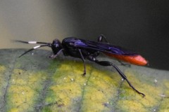 Protichneumon grandis