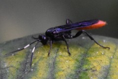 Protichneumon grandis