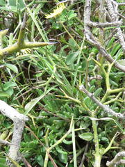 Crassothonna capensis