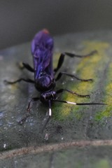 Protichneumon grandis