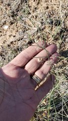 Astragalus convallarius