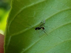 Orthopelma