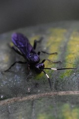 Protichneumon grandis