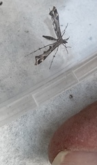 Amblyptilia punctidactyla