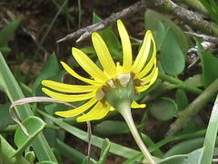 Crassothonna capensis