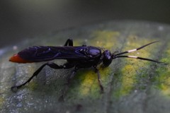Protichneumon grandis