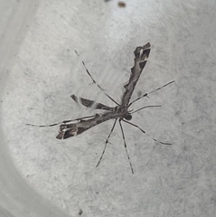 Amblyptilia punctidactyla