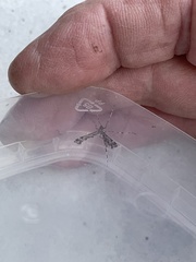 Amblyptilia punctidactyla