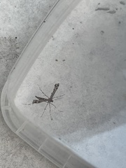 Amblyptilia punctidactyla