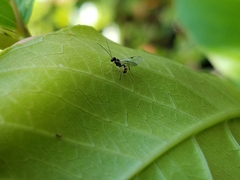Orthopelma