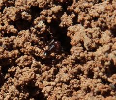 Ocymyrmex