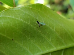 Orthopelma