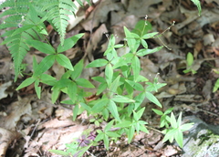 Galium lanceolatum