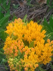 Asclepias tuberosa interior