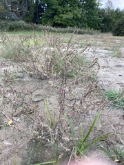 Cycloloma atriplicifolium