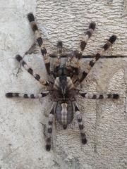 Poecilotheria