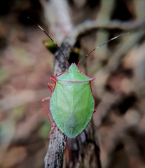 Chlorocoris distinctus