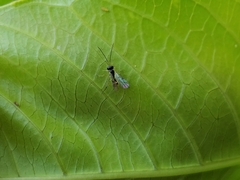 Orthopelma
