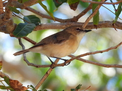 Gerygone magnirostris