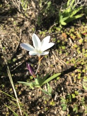 Sparaxis grandiflora