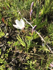 Sparaxis grandiflora