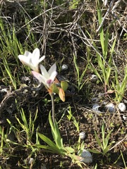 Sparaxis grandiflora
