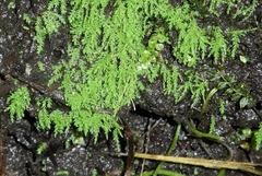 Philonotis capillaris