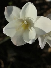 Sparaxis grandiflora
