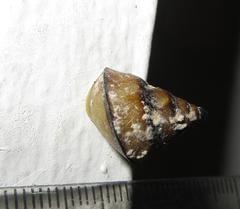 Cerastidae