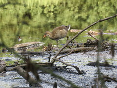 Gallinula chloropus