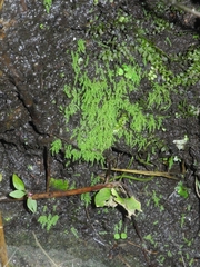 Philonotis capillaris