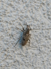 Asproparthenis punctiventris