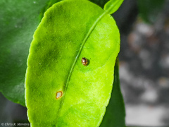 Scymnobius galapagoensis